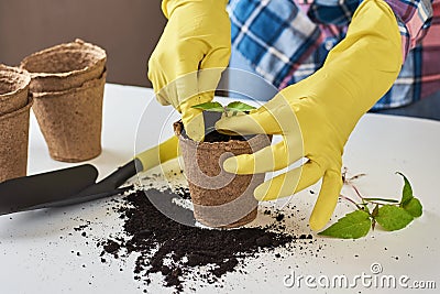 Woman hands in a yellow gloves transplating plant. Plant care concept Stock Photo