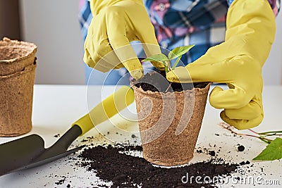 Woman hands in a yellow gloves transplating plant. Plant care concept Stock Photo