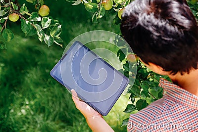 Woman harvesting apples at orchard, using digital tablet for calculation products. Farm work concept Stock Photo