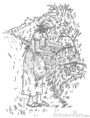 Woman harvesting berries on a coffee plantation. Engraving black vintage Vector Illustration