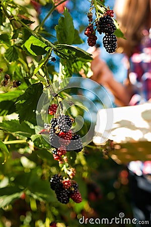 Woman harvesting berries in garden Stock Photo