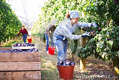 Woman harvesting plums in plantation Stock Photo