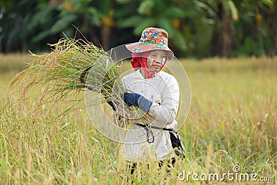 Woman harvesting rice Stock Photo