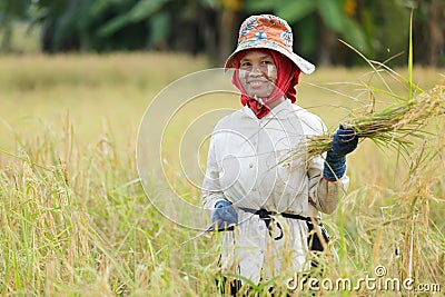 Woman harvesting rice Stock Photo