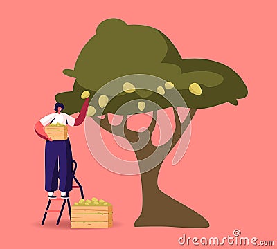 Woman Harvesting Stand on Ladder Collecting Ripe Olives from Tree Branch with Green Berries and Leaves in Wooden Box Vector Illustration