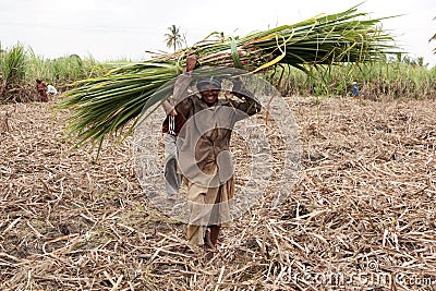 Woman harvesting sugar cane Editorial Stock Photo