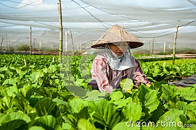 Woman harvesting vegetables Editorial Stock Photo