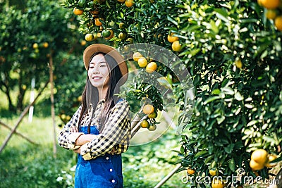 Woman havesting Orange plantation Stock Photo