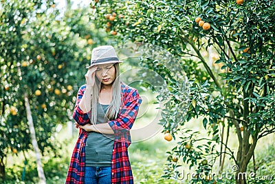 Woman havesting Orange plantation Stock Photo