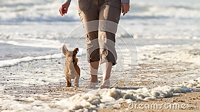 Woman and her cute little dog walking to heel at the beach Stock Photo