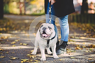Woman with her dog in autumn park Stock Photo