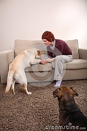 A Woman And Her Dogs Stock Photo