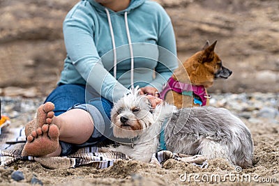 Woman with her dogs resting on the sandy beach. Stock Photo