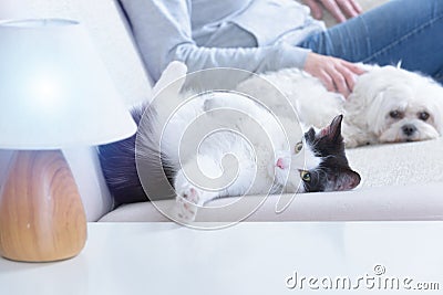 Woman with her pets Stock Photo