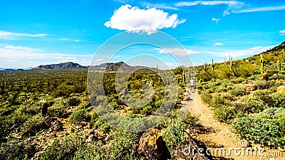 Woman hiking through the semi desert landscape of Usery Mountain Regional Park with many Saguaru, Cholla and Barrel Cacti Stock Photo