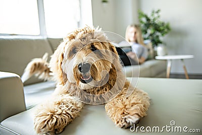 Woman with his Golden Labradoodle dog reading at home Stock Photo