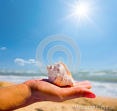 Woman hold a marine shell on a palm Stock Photo