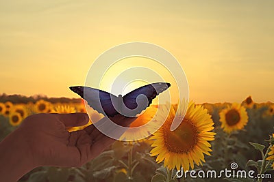 Woman holding beautiful morpho butterfly in sunflower field at sunset Stock Photo