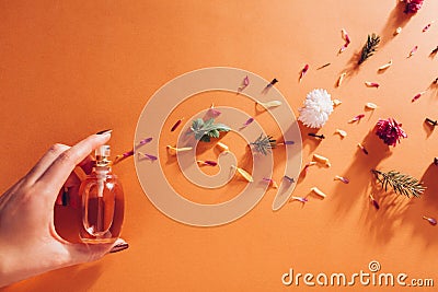 Woman holding bottle of perfume with ingredients. Fragrance of flowers, spices, herbs and fir tree on orange background Stock Photo