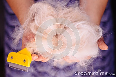 Woman holding a bunch of white cat fur after combing a Ragdoll cat with yellow brush/comb Stock Photo