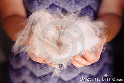 Woman holding a bunch of white cat fur after combing a Ragdoll cat with yellow brush/comb Stock Photo