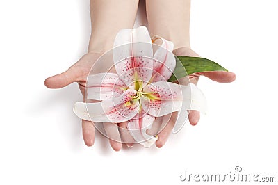 Woman holding delicate pink lily Stock Photo