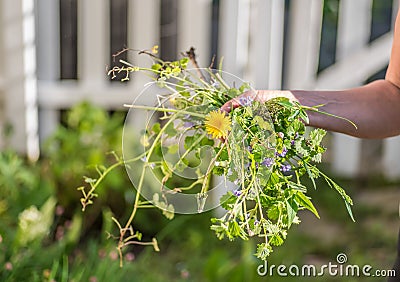 Woman holding a fist full of weeds Stock Photo