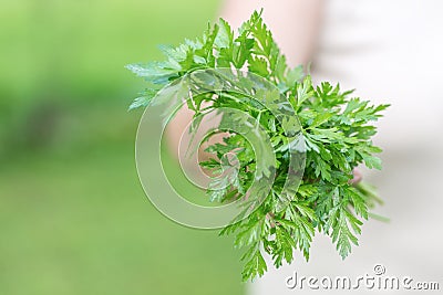 Woman holding a fresh organic parsley Stock Photo