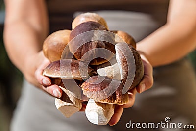 Woman holding fresh and raw Porcini, Boletus Edulis Saison Stock Photo