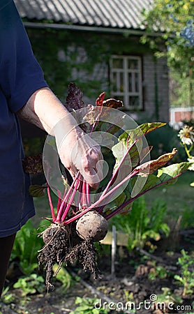 A woman is holding freshly plucked beets in the garden. Stock Photo