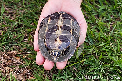 Woman holding in hands small turtle. Turtle is afraid and hides in shell. Stock Photo