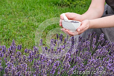 Woman holding in her hands a white mortar of lavender. Blossom lavender flower bed. Stock Photo