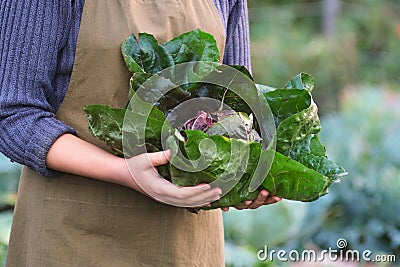 Woman holding homegrown fresh Radicchio, open air Stock Photo
