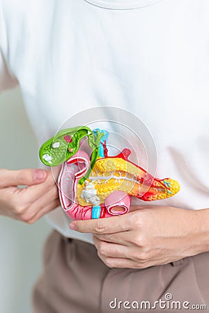 Woman holding human Pancreatitis anatomy model with Pancreas, Gallbladder, Bile Duct, Duodenum, Small intestine. Pancreatic cancer Stock Photo