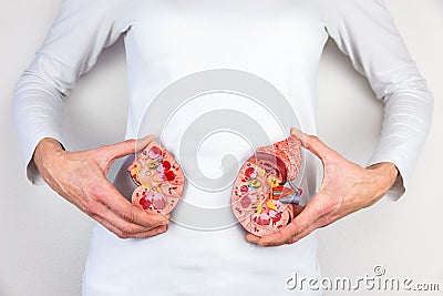 Woman holding model kidney halves at body Stock Photo