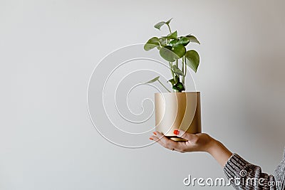 Woman holding peperomia polybotrya peperomia raindrop Stock Photo