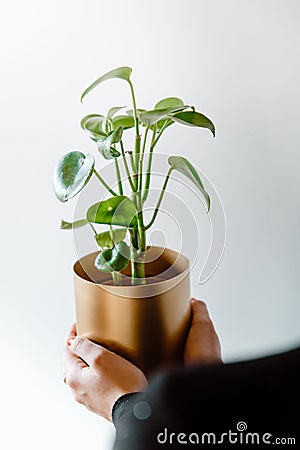 Woman holding peperomia polybotrya peperomia raindrop Stock Photo