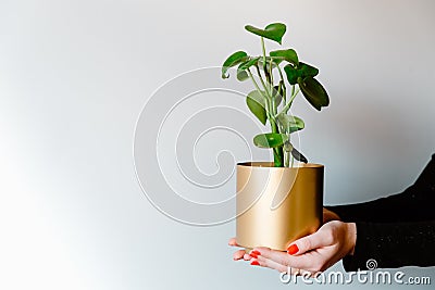 Woman holding peperomia polybotrya peperomia raindrop Stock Photo