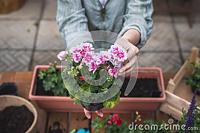 Woman holding pink pelargonium flower in hands Stock Photo