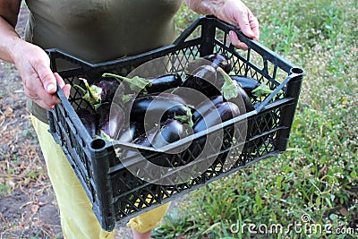 Woman holding plastic box with eggplants harvest. Fresh organic vegetables in a basket. Stock Photo
