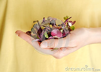 Woman holding plastic container with Red Rambo Radish Microgreens Stock Photo