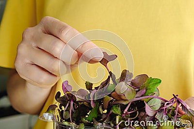Woman holding plastic container with Red Rambo Radish Microgreens Stock Photo