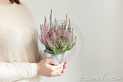 Woman holding pot with heather in her hands. Home gardening, house decoration with seasonal fall plants. Copy space Stock Photo