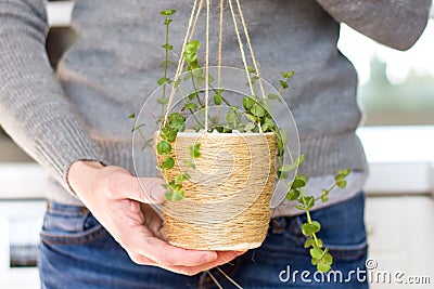 Woman holding a rare succulent plant in a DIY hanging twine pot, close up, wearing jeans and knitwear Stock Photo