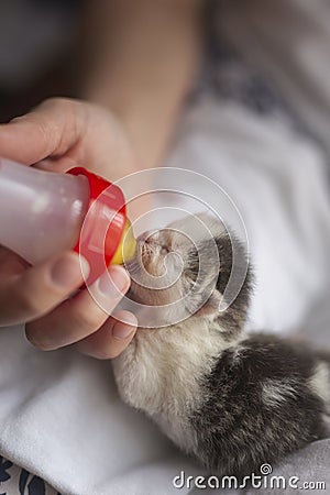 Woman feeding rescued orphan kitten Stock Photo