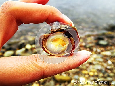 Slipper shell in connecticut Stock Photo