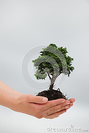 Woman holding a small tree Stock Photo