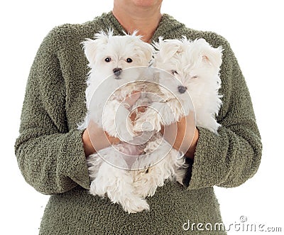 Woman Holding Two Young Maltese Puppies Isolated on White Stock Photo