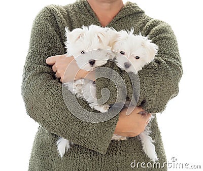 Woman Holding Two Young Maltese Puppies Isolated on White Stock Photo