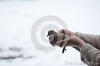 Woman holding weak Collared turtledove Stock Photo